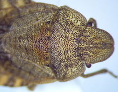 Sciocoris macrocephalus