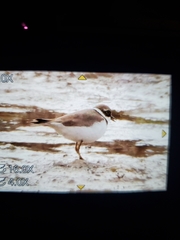 Charadrius hiaticula