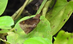 Talides sergestus