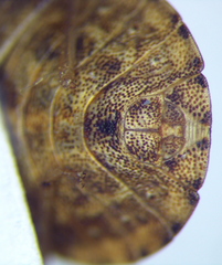 Sciocoris macrocephalus