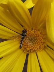 Allograpta piurana