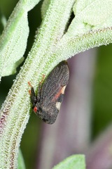 Enchenopa quadricolor