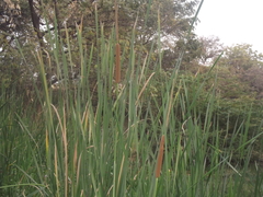Typha