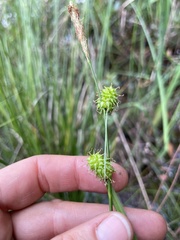 Carex lutea image