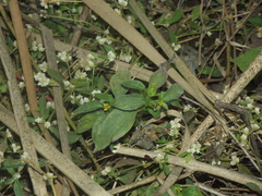 Synedrella nodiflora