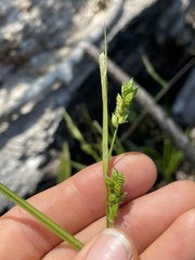 Carex corrugata