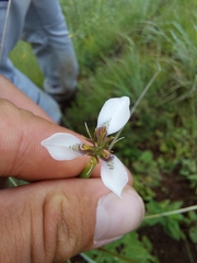 Moraea brevistyla