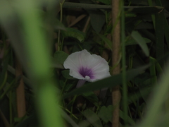 Ipomoea aquatica