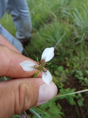 Moraea brevistyla