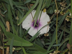 Ipomoea aquatica