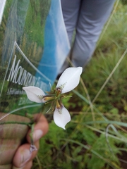 Moraea brevistyla