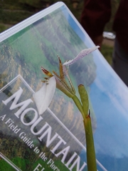 Moraea brevistyla