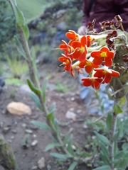 Glumicalyx goseloides