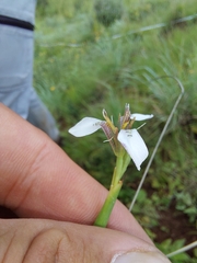 Moraea brevistyla