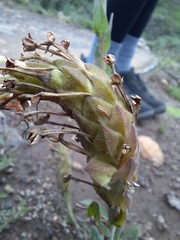 Glumicalyx goseloides