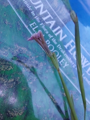 Moraea brevistyla