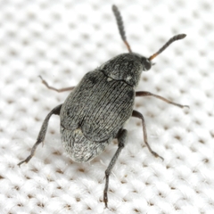 Acanthoscelides compressicornis