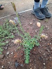 Glumicalyx goseloides