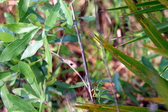 Quercus pumila