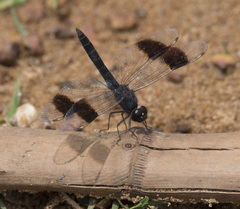Brachythemis