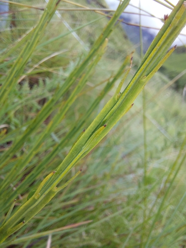 Image of Thesium alatum by (c) Manuel R Popp, some rights reserved (CC BY)