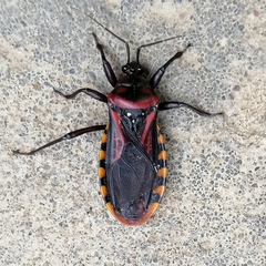 Brontostoma colossus