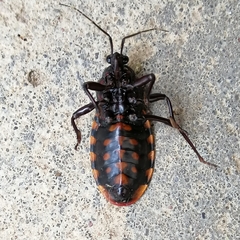 Brontostoma colossus