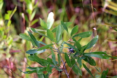 Quercus pumila