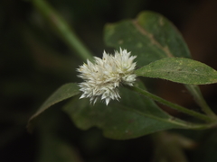 Alternanthera ficoidea