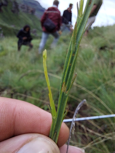 Image of Thesium alatum by (c) Manuel R Popp, some rights reserved (CC BY)