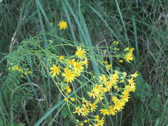 Jacobaea borysthenica