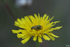 Cryptocephalus laetus