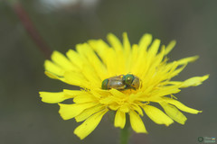 Cryptocephalus laetus