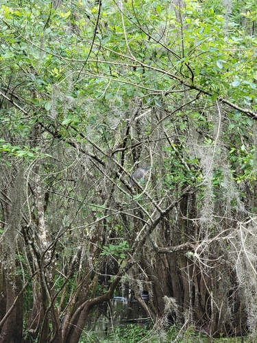 Nyctanassa violacea image