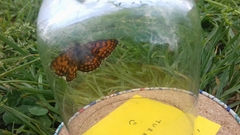 Melitaea athalia