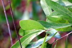 Quercus pumila