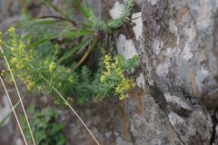 Galium capense