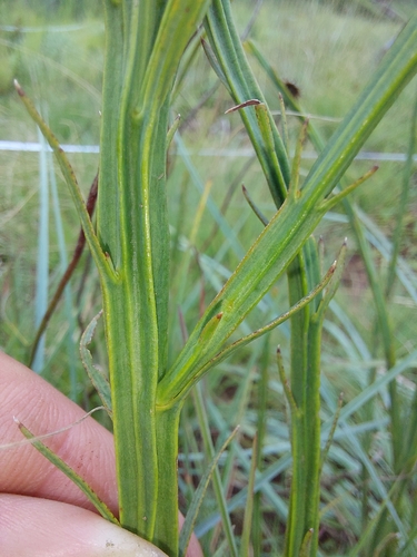 Image of Thesium alatum by (c) Manuel R Popp, some rights reserved (CC BY)