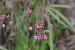 Alepidea delicatula