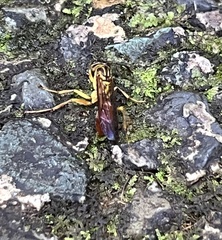 Image of Agelaia centralis