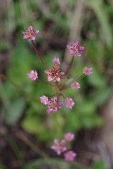 Alepidea delicatula