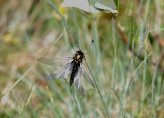 Libelloides hispanicus