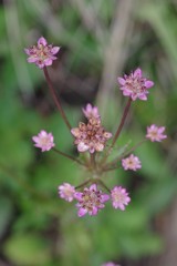 Alepidea delicatula