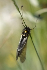 Libelloides hispanicus