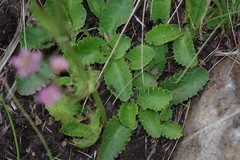 Alepidea delicatula