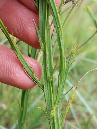 Image of Thesium alatum by (c) Manuel R Popp, some rights reserved (CC BY)