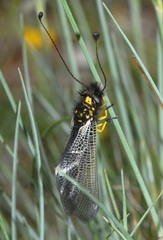 Libelloides hispanicus