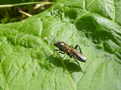 Macrophya infumata