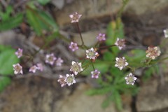 Alepidea delicatula
