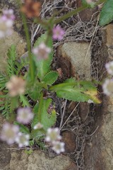 Alepidea delicatula